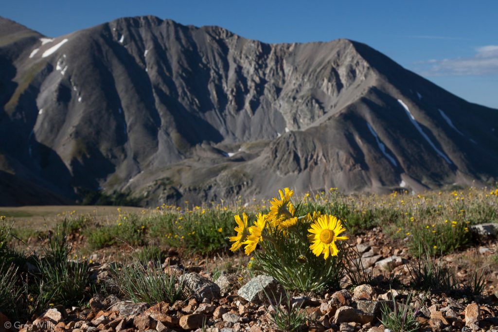 Alpine Sunflower and Tabeguache Peak