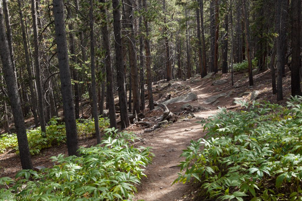Trail Through Forest on the Eastern Slope