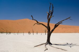 Camel Thorn Trees, Dead Vlei