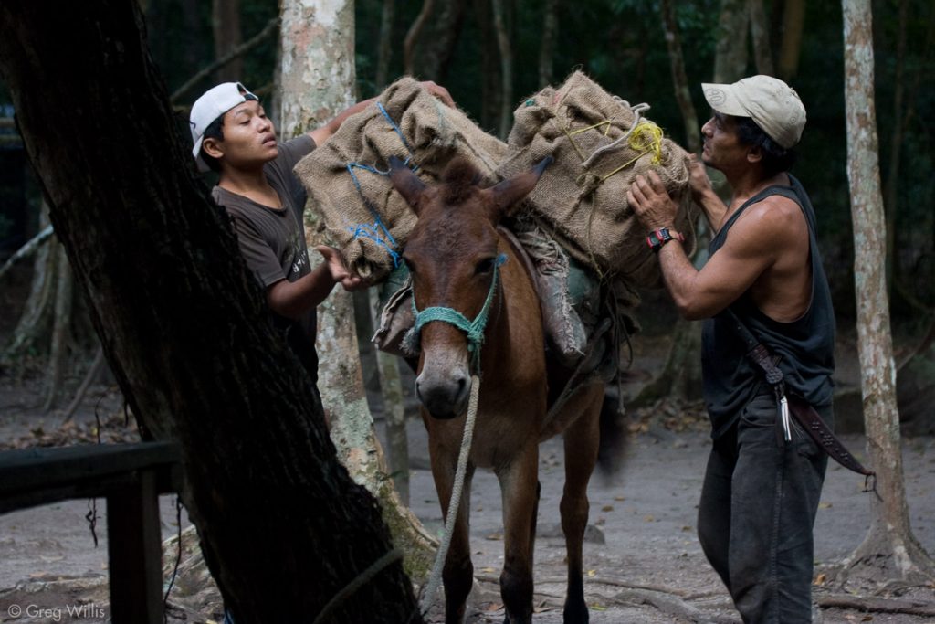 Eladio and son loading a mule