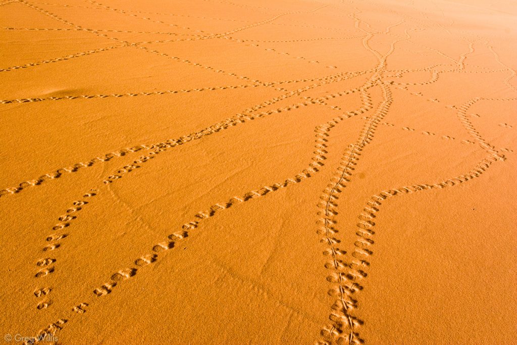 Fog Beetle Tracks on the Dune