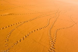 Fog Beetle Tracks on the Dune