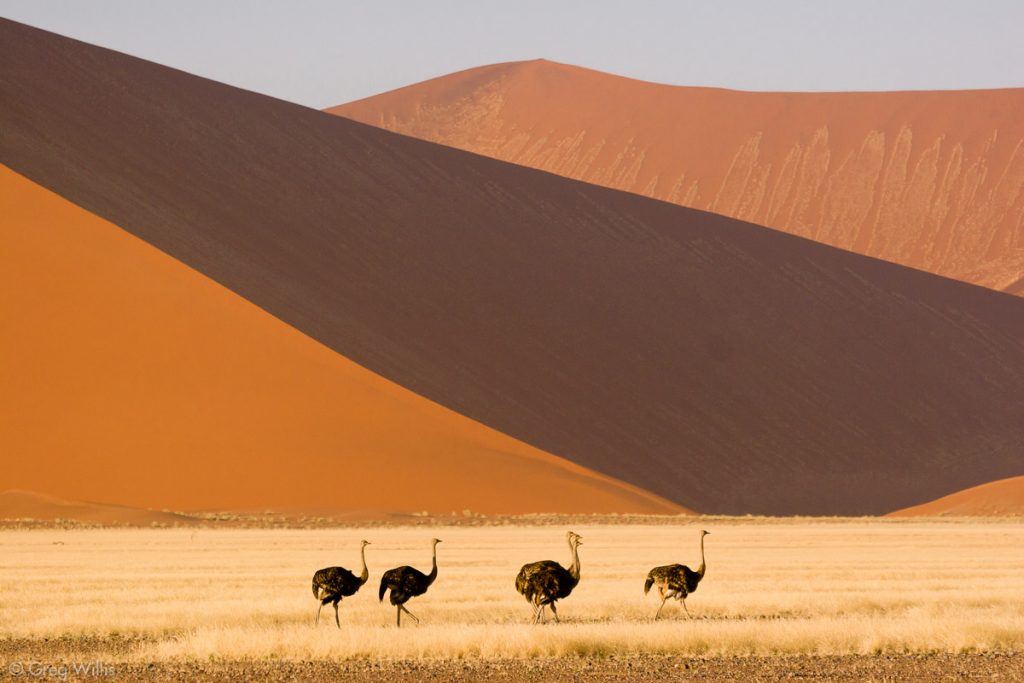 Ostriches & Dunes