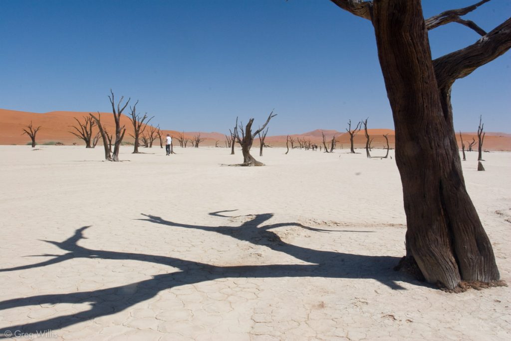 Camel Thorn Trees, Dead Vlei