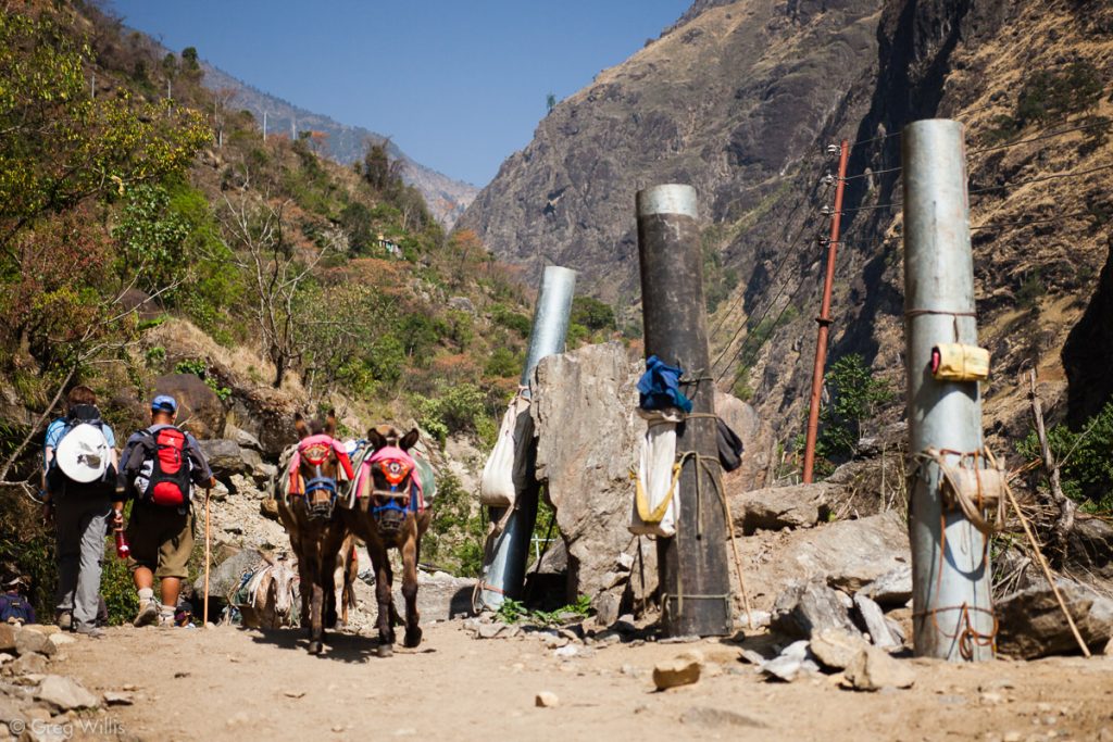 Donkeys and electric power poles the porters carried