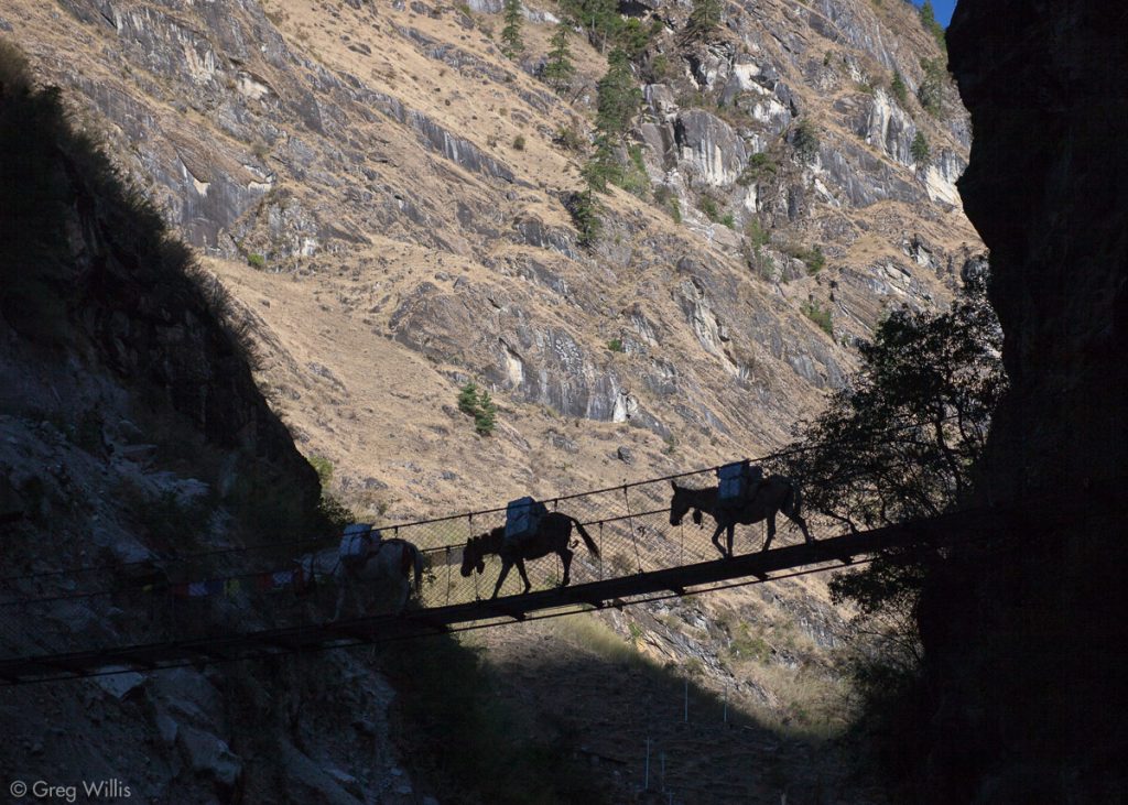 Donkeys on suspension bridge.