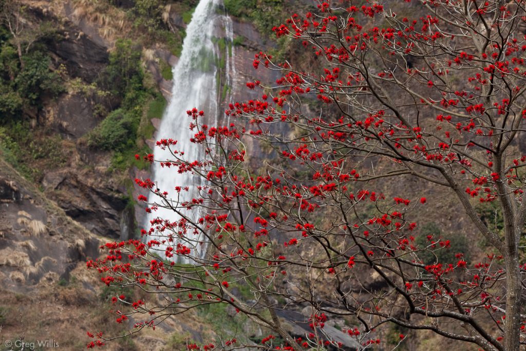 Waterfall and blooming tree
