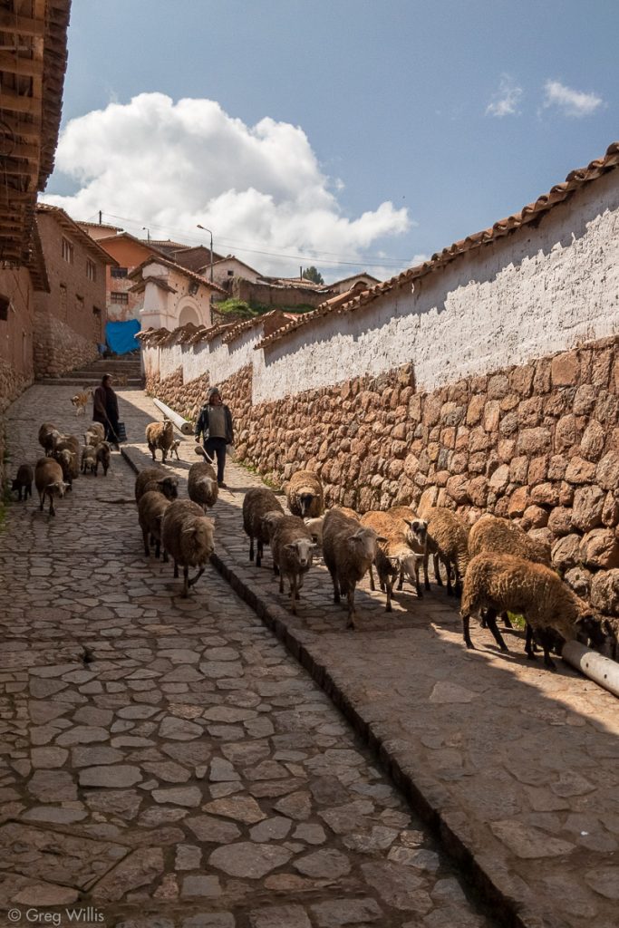 Chinchero Street Sheep