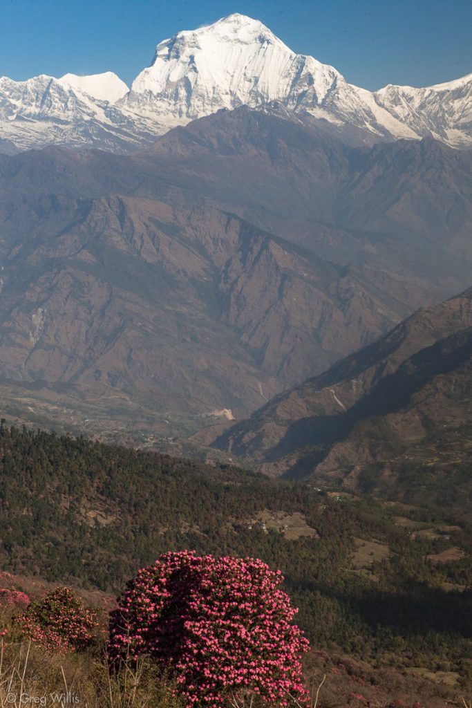 Dhaulagiri and a rhododendron tree