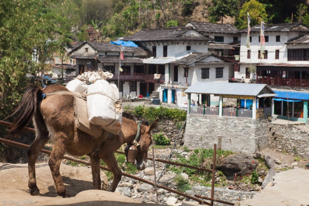 Donkey in Birenthanti