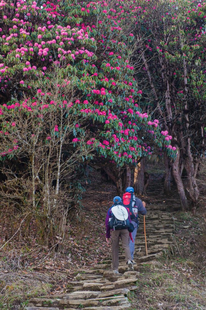 Hiking further up into the rhododendron forest