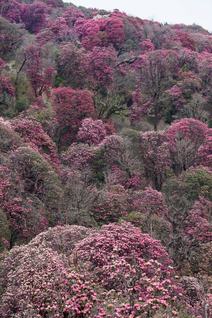 Rhododendron forest at Ghorepani