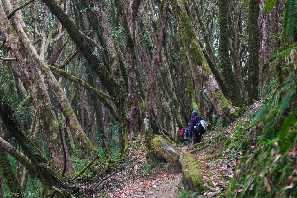 Rhododendron forest near Tarapani