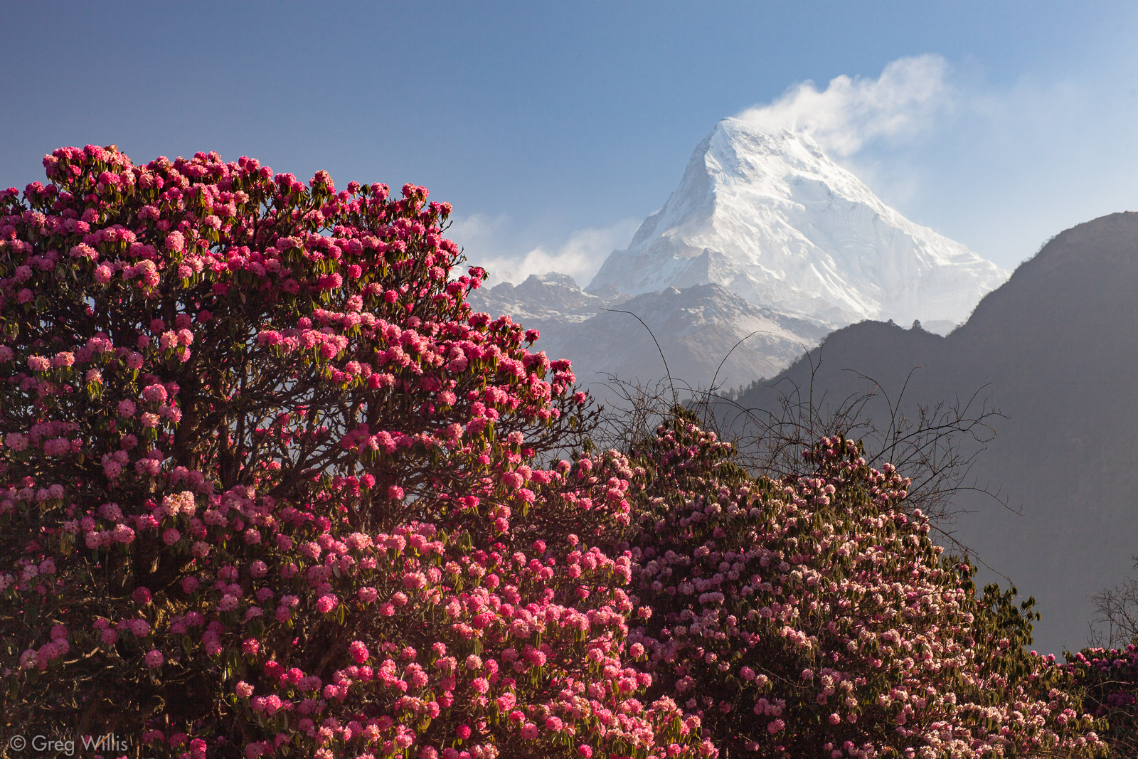 Nilgiri and rhododendrons