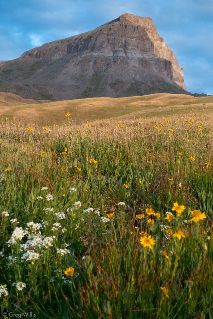Uncompahgre Peak & Wildflowers