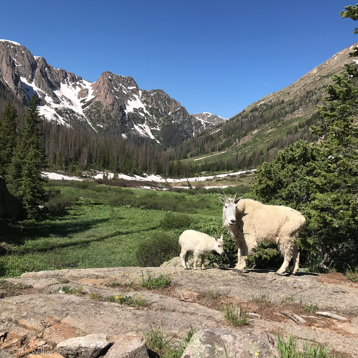 Chicago Basin Camp Goats - Greg Willis