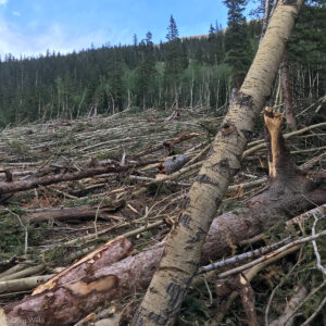 Clohesy Lake Road Avalanche Debris