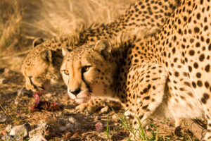 Cheetas Feeding