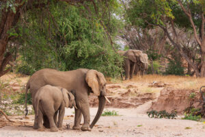 Desert elephants in the Huab River