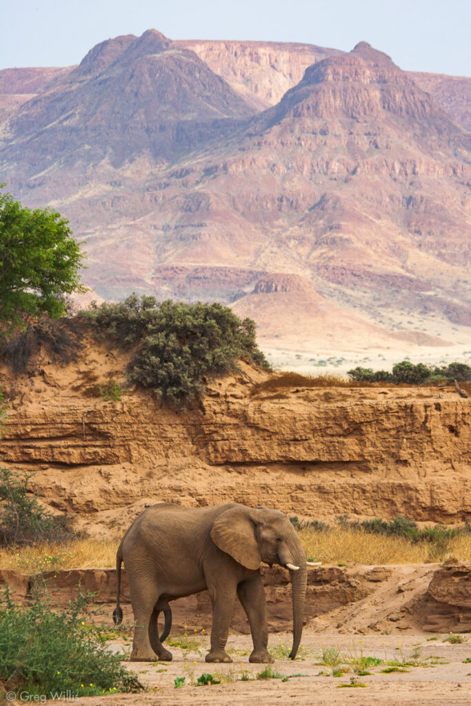 Elephant in Huab riverbed