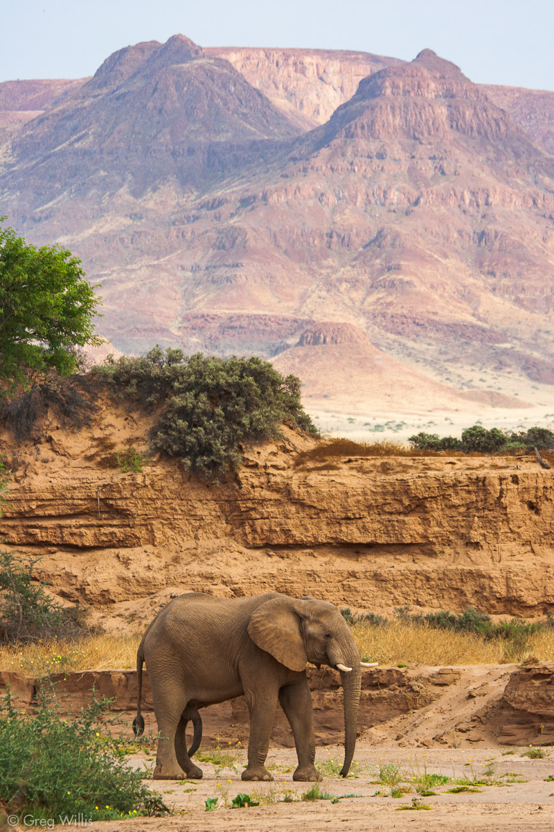 Viewing Wildlife In Namibia Greg Willis viewing-wildlife-in-namibia-greg-willis