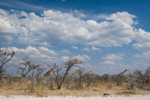 Giraffes on the move