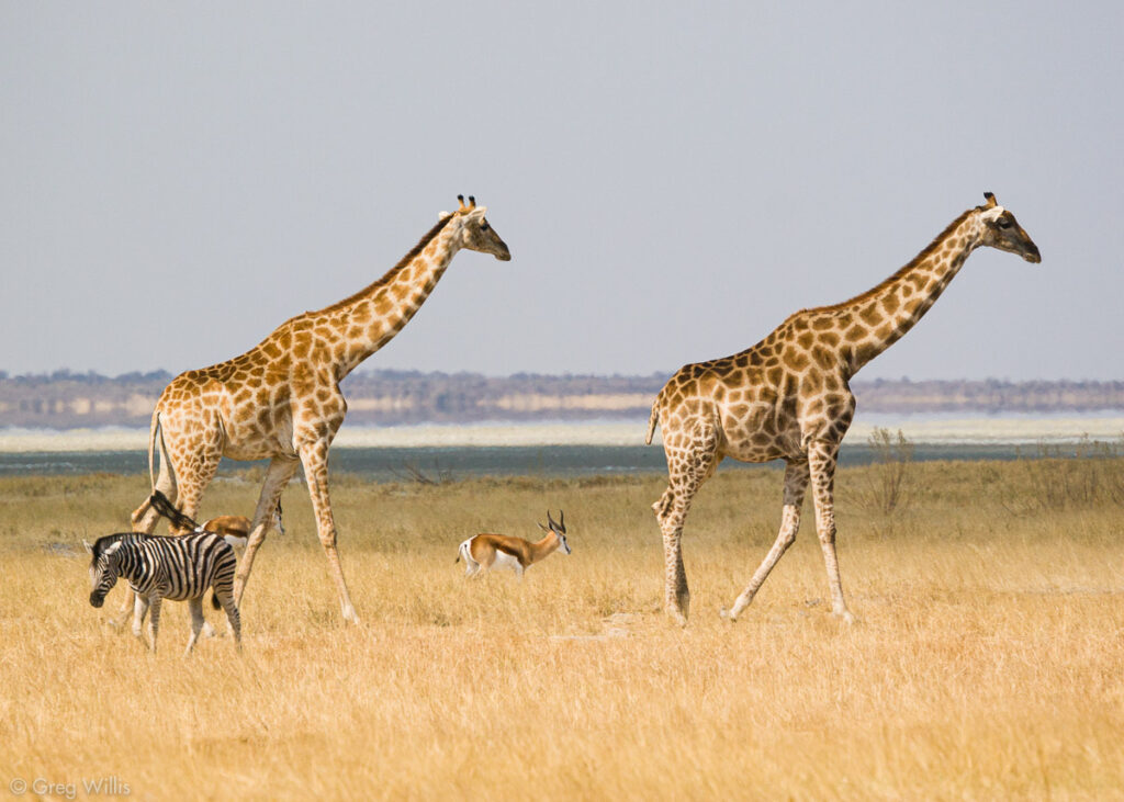 Giraffes, zebra, springboks