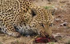 Leopard at Aloegrove