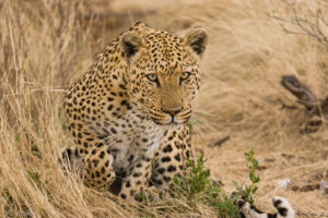 Leopard Stalking