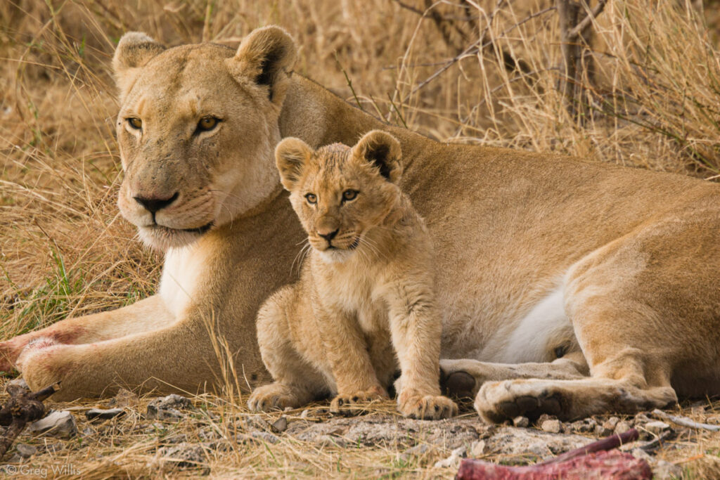 Lioness & Cub