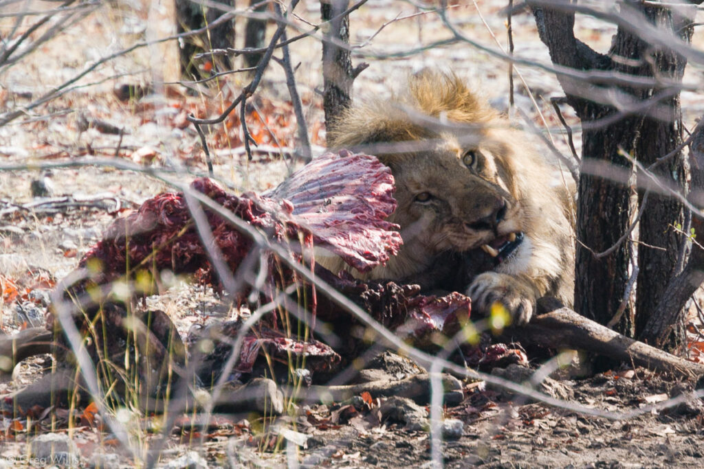 Male lion feeding on what's left of a kudu