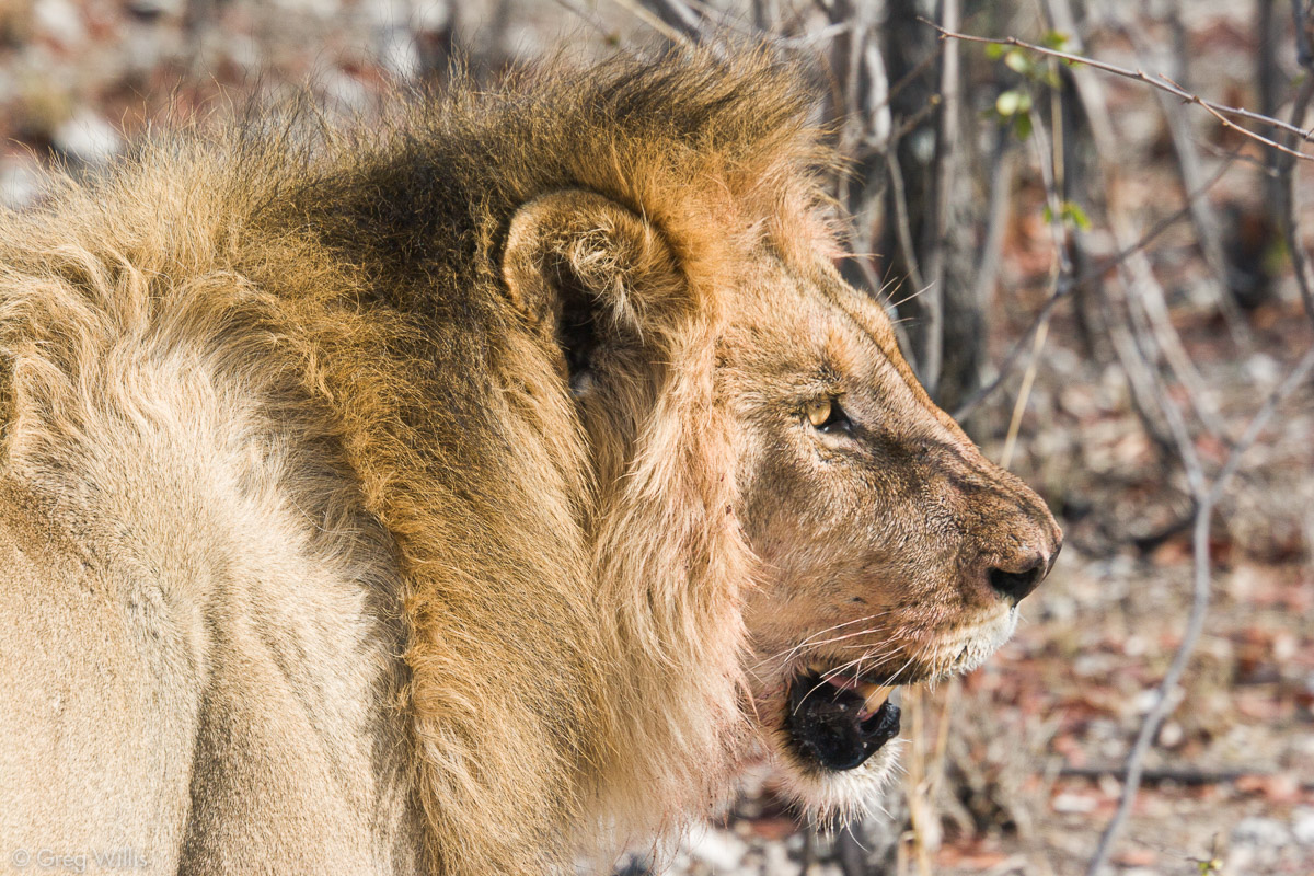 Viewing Wildlife in Namibia - Greg Willis