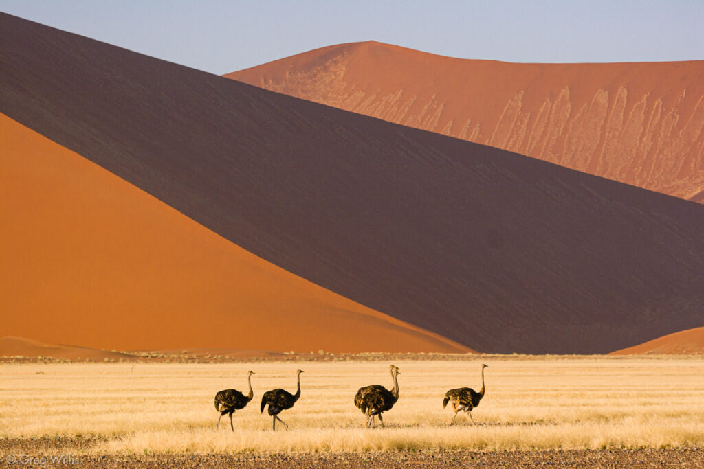 Ostriches in Sossusvlei