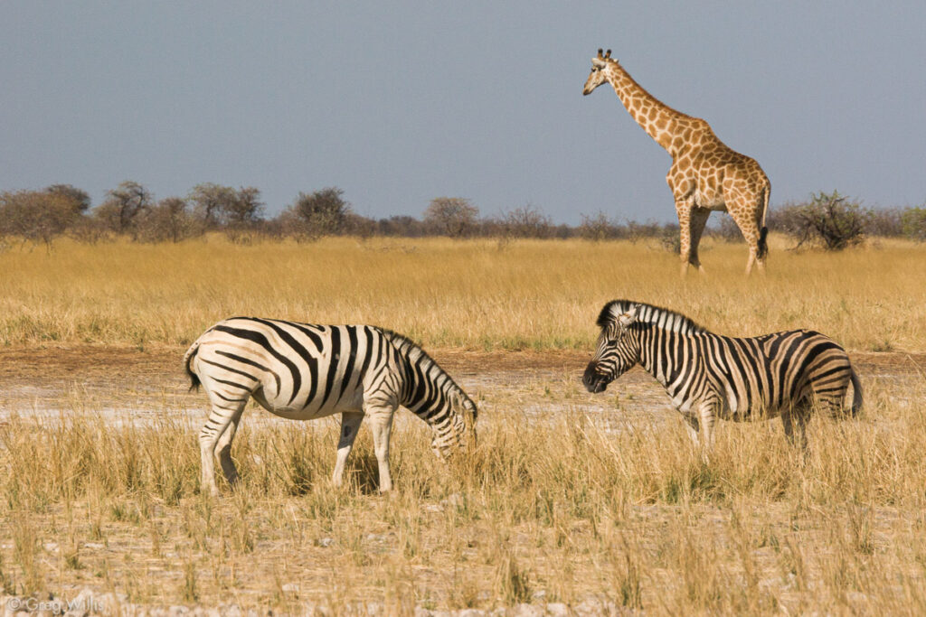 Zebras and giraffe